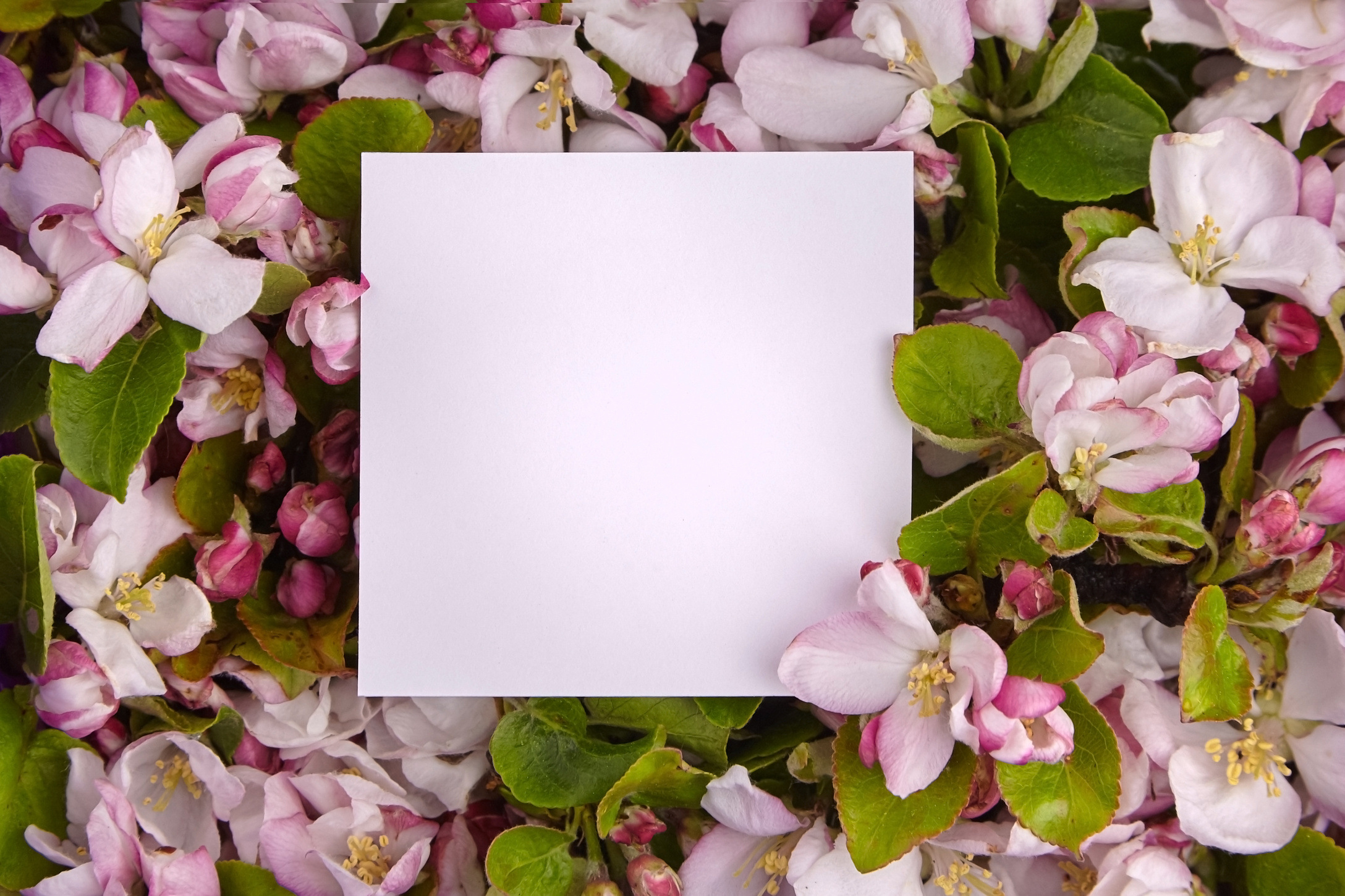 Blank Paper Card with  Pink and White Apple Tree Flowers