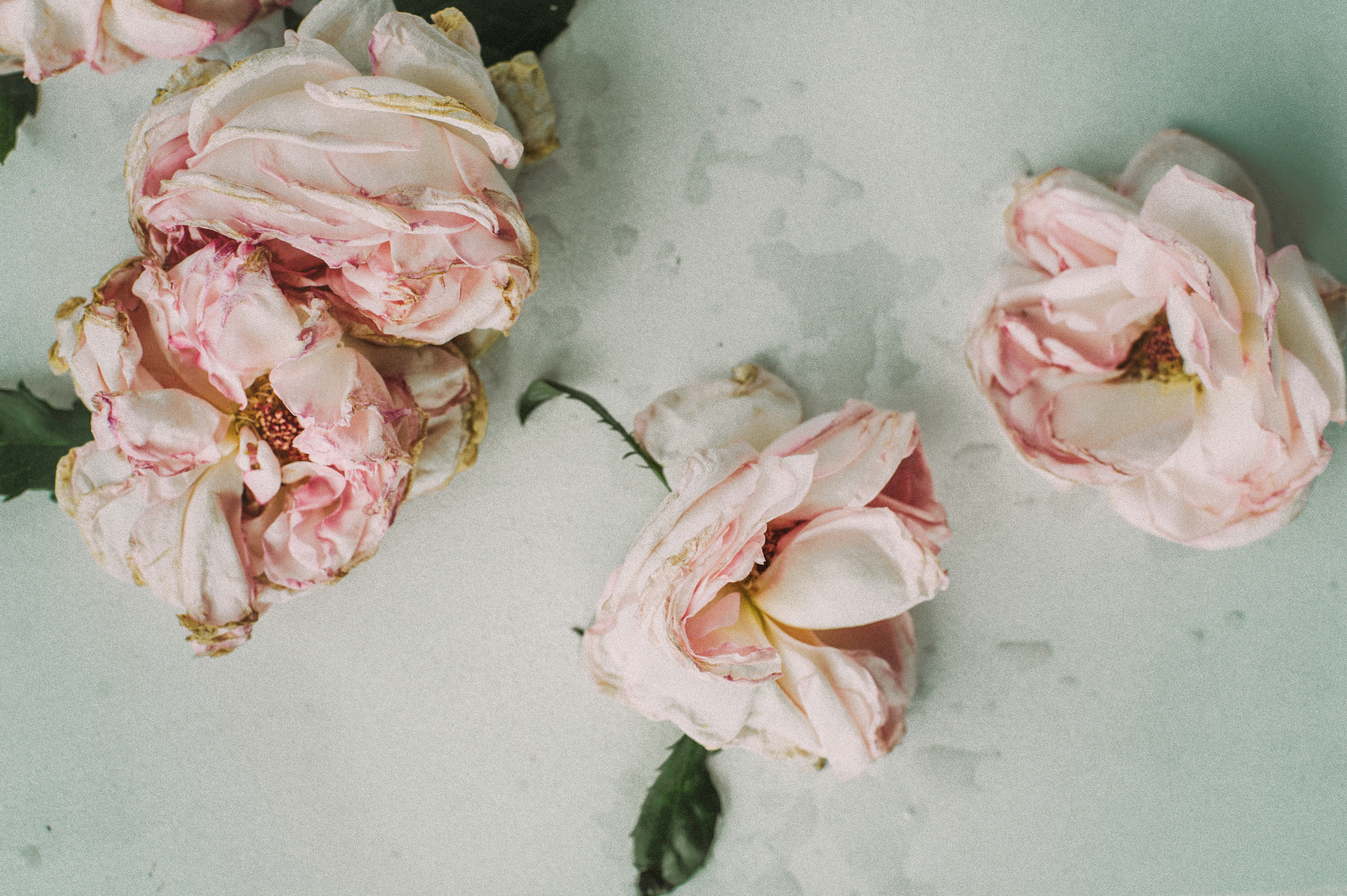 Three Pink Roses on White Table